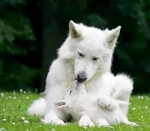 Fala ti što me vodiš u šetnju, mama, pusa!