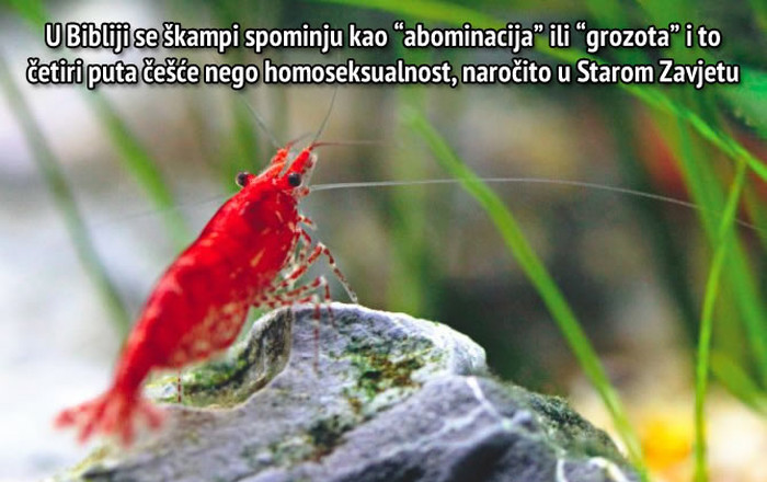 Bibliji škampi gori od gayeva?