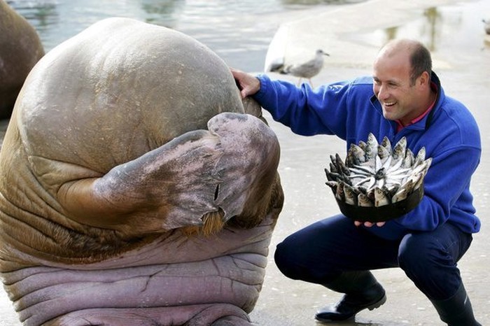 Iznenađeni morž se jako srami zbog rođendanske torte