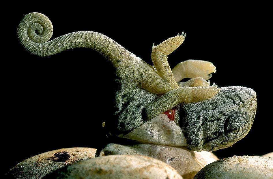 Mali kameleon dolazi na svijet