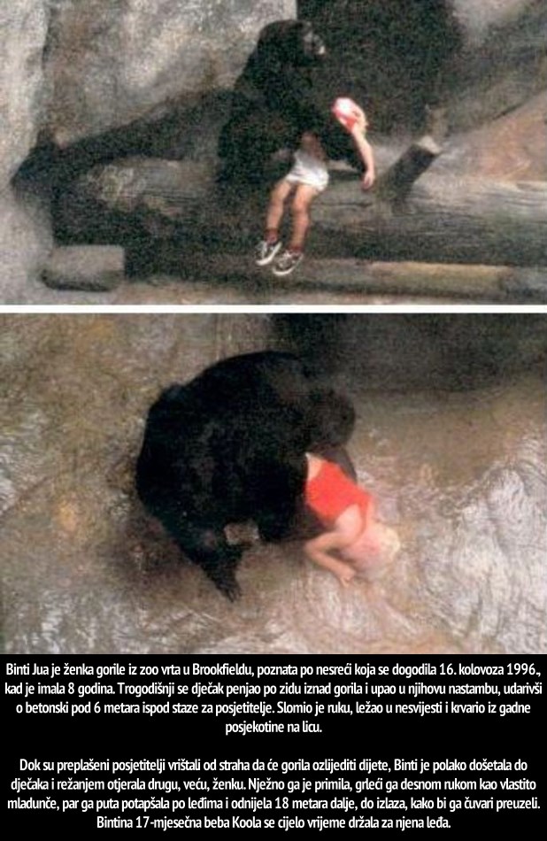 Gorila obitelji spasila dijete, a mi ih držimo kao roblje