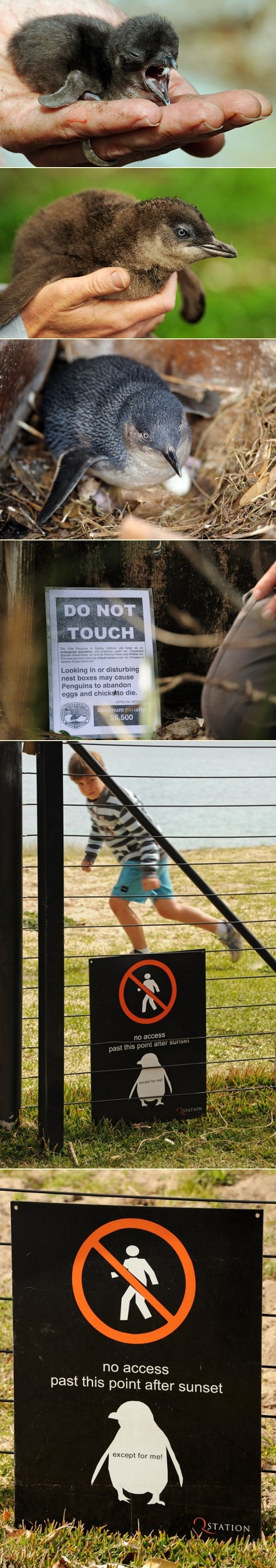 Mali pingvini stižu na svijet na australskoj plaži