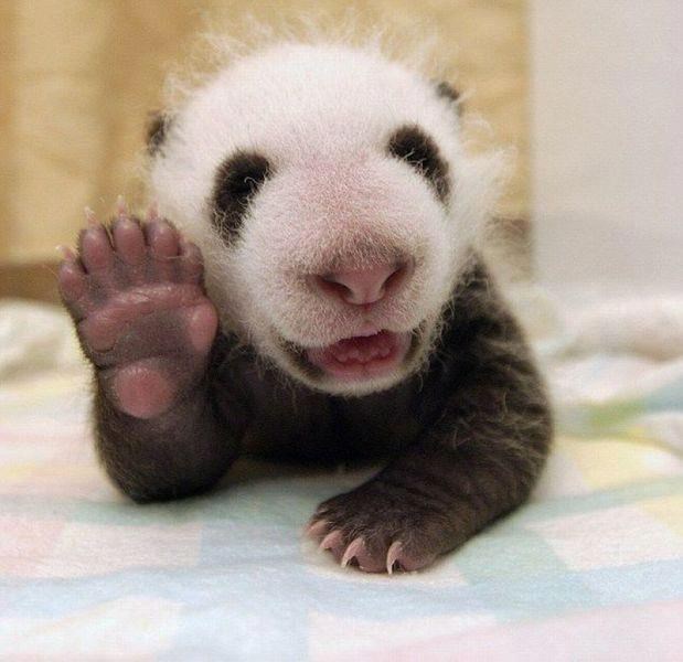 Mali panda ti maše za dobro jutro