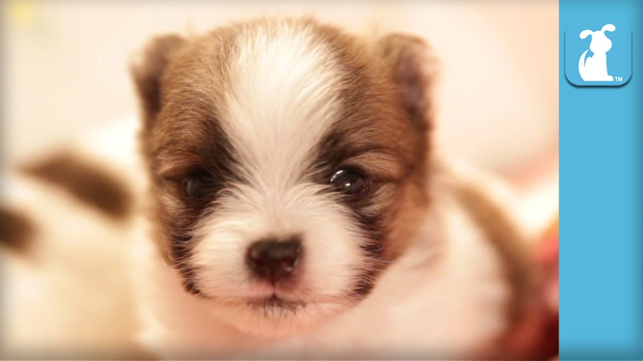 VIDEO: Gunđavi dvotjedni fakinčić ti ne ostane dužan u "svađi"