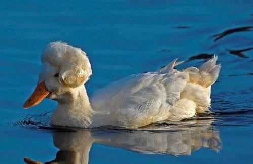 Gospoja patka se napirlitala i spremna je za bal