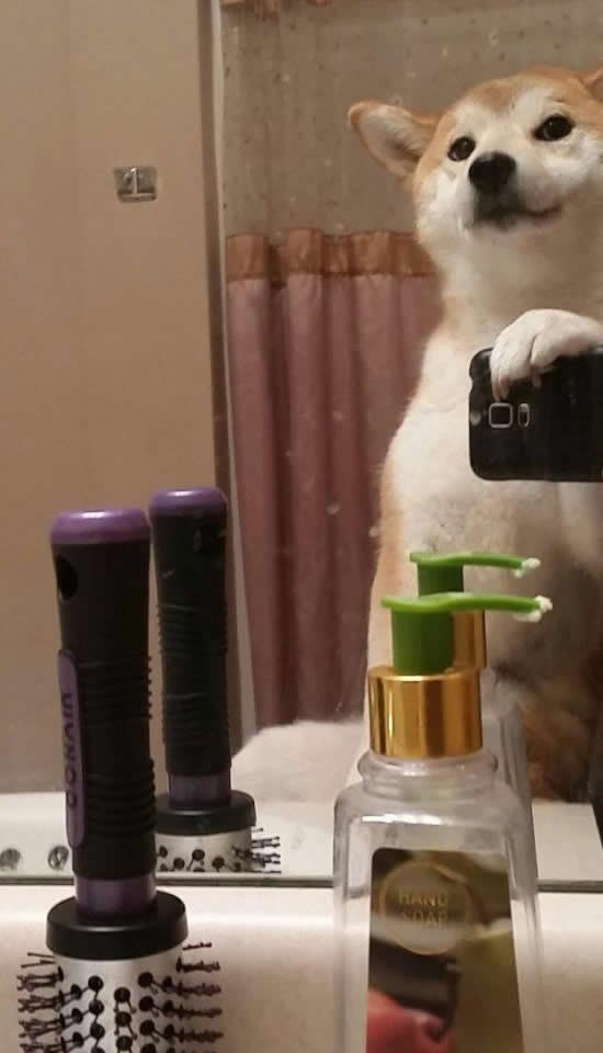 Gotovo je, zarazili smo i životinje!