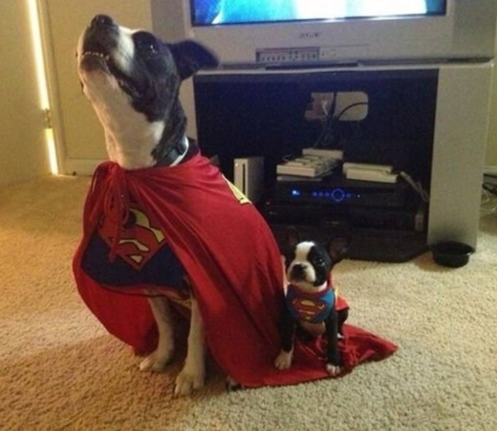 Maleni Superlajavac trenira za čuvara kuće