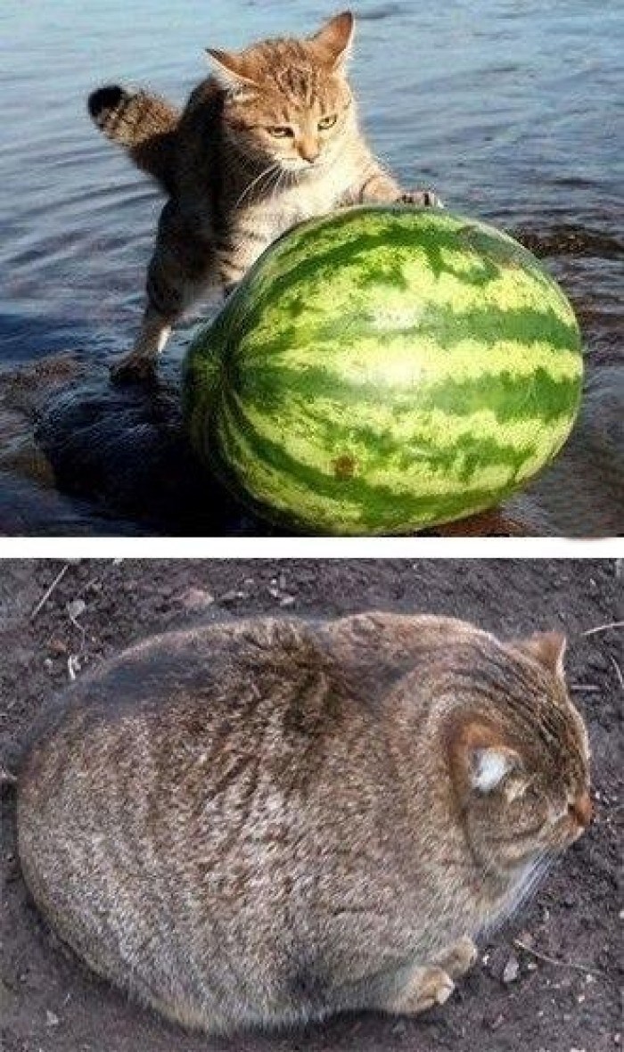 Mačka vs. lubenica - prije i poslije