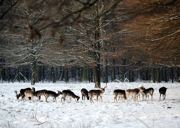 Stado srna i jelena na snježnom proplanku