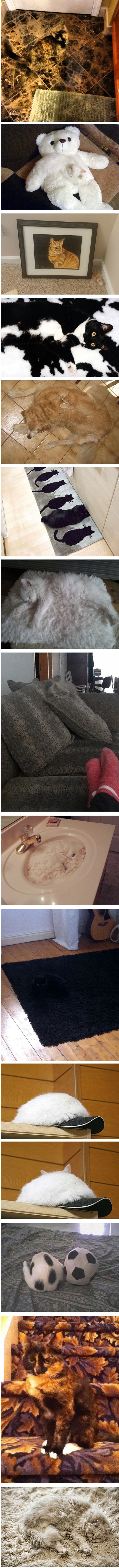 Ove su mace prave majstorice kamuflaže i pobjednice u igri skrivača