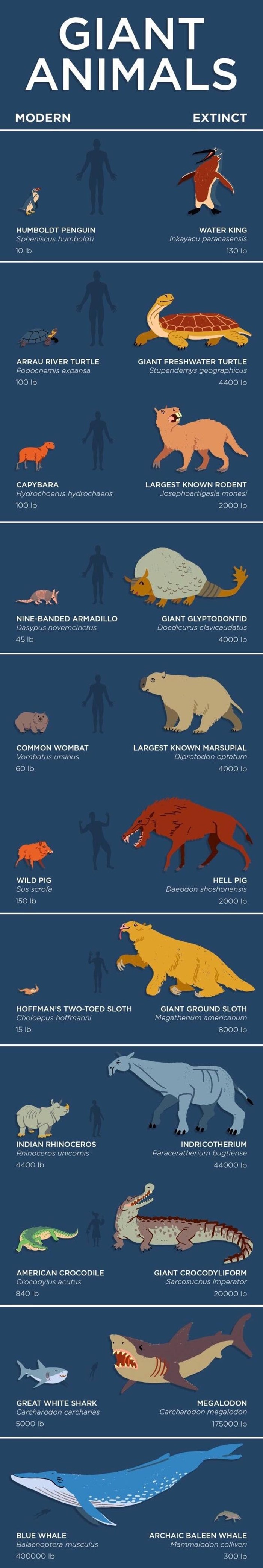 GALERIJA Usporedba izumrlih životinja sa životinjama koje postoje danas