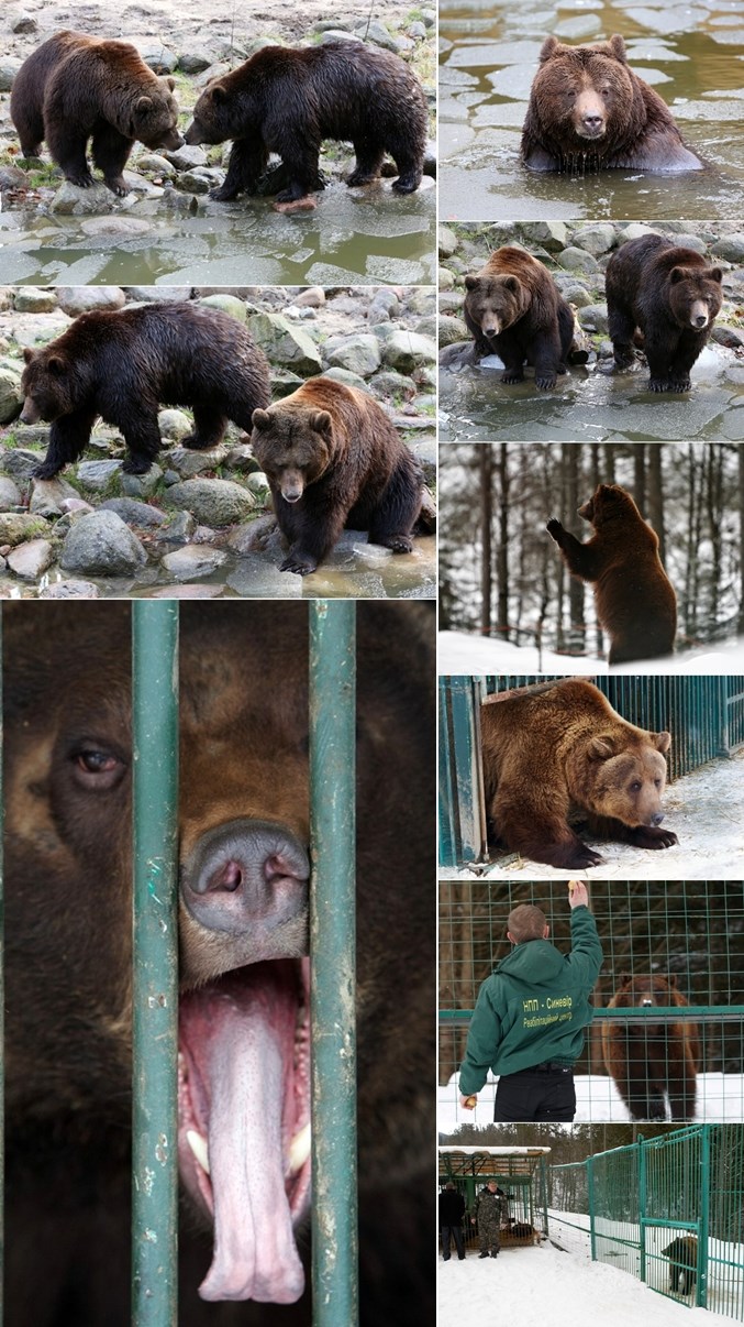 Medvjedi u utočištu uživaju u bezbrižnom životu