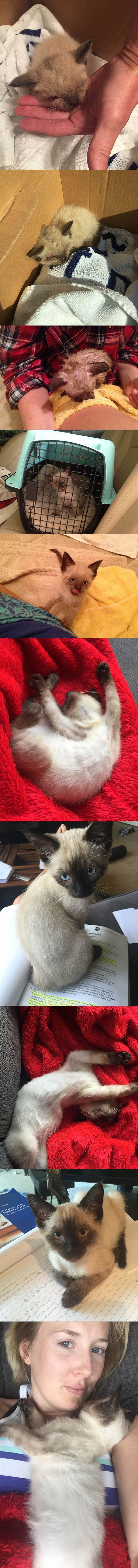 GALERIJA: Spasila je ranjeno mače, evo kako danas izgleda