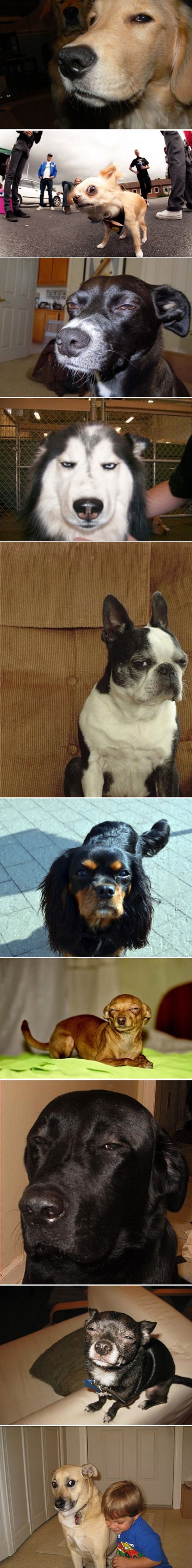 Skeptični psi ti ne vjeruju i misle da ih muljaš