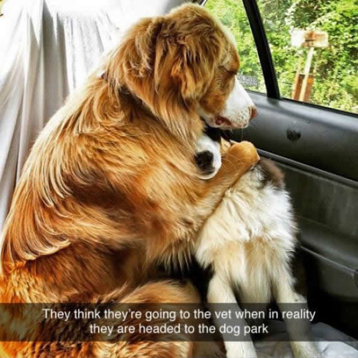 Jadničci misle da idu omraženom veterinaru
