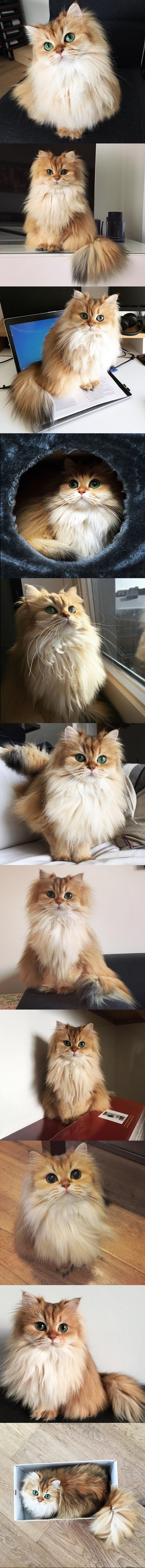 Fotogenična mačka koja je osvojila internet
