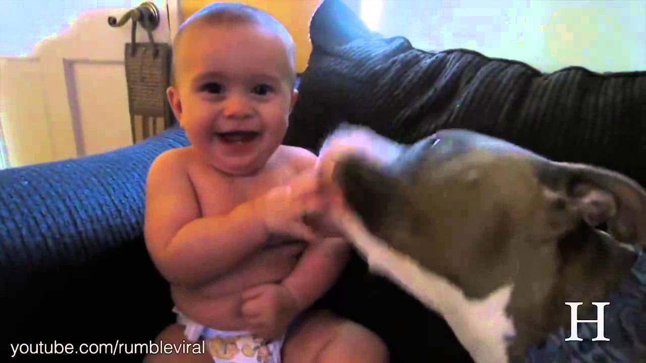 ovako napada pit bull..video