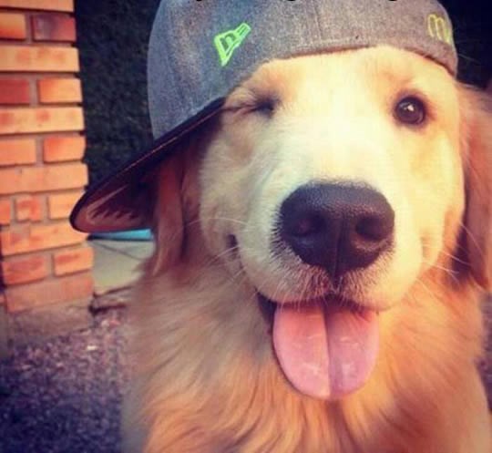 Fotogenični pas: Sam ti zgodan, a?