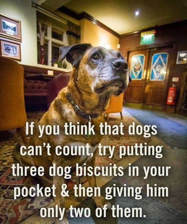 Misliš da psi ne znaju brojati?