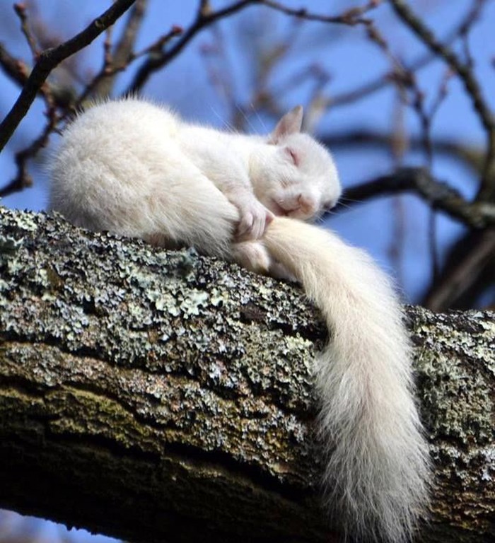 Preslatka albino vjeverica malo zadrijemala na suncu
