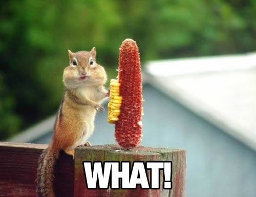 Nema većeg gladuša od proždrljive vjeverice