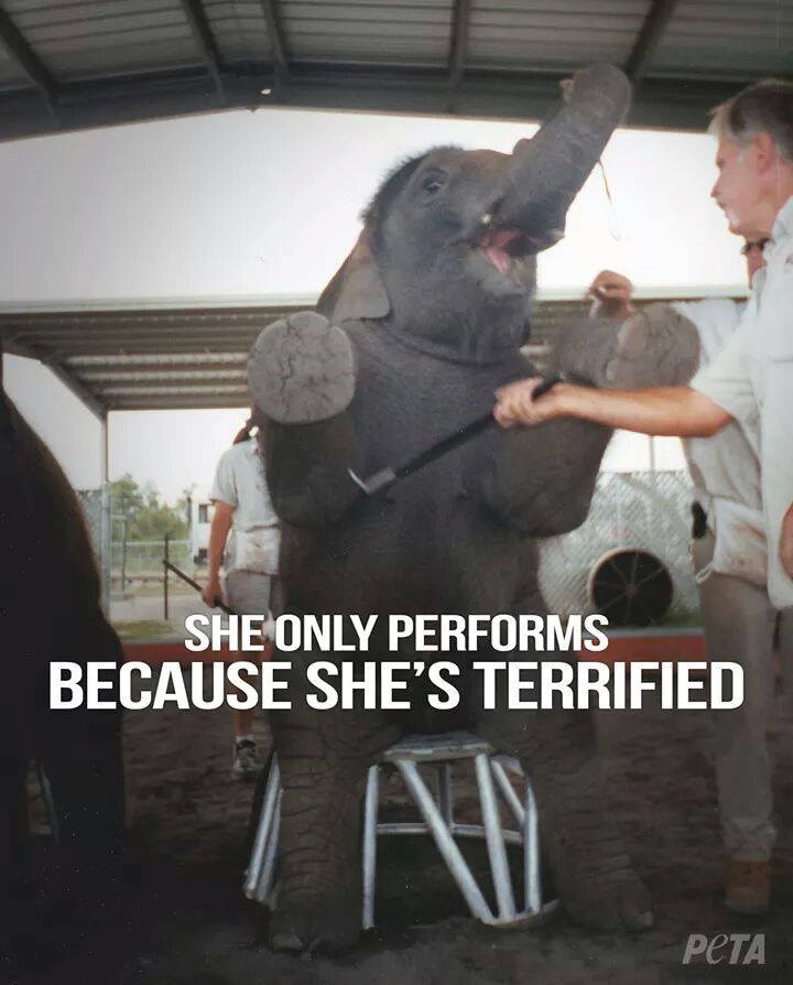 Slonići ne izvode iz zabave, već iz straha od kuke!