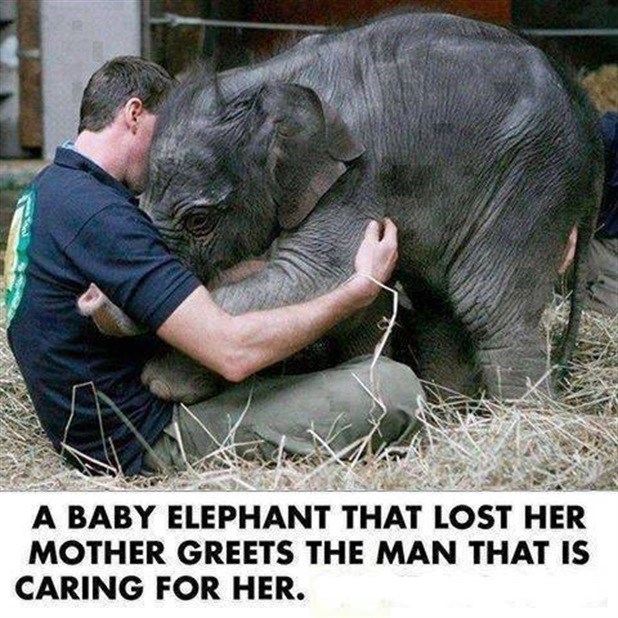 TopŽivotinje 2014: Slonić bez mame našao utjehu i prijatelja