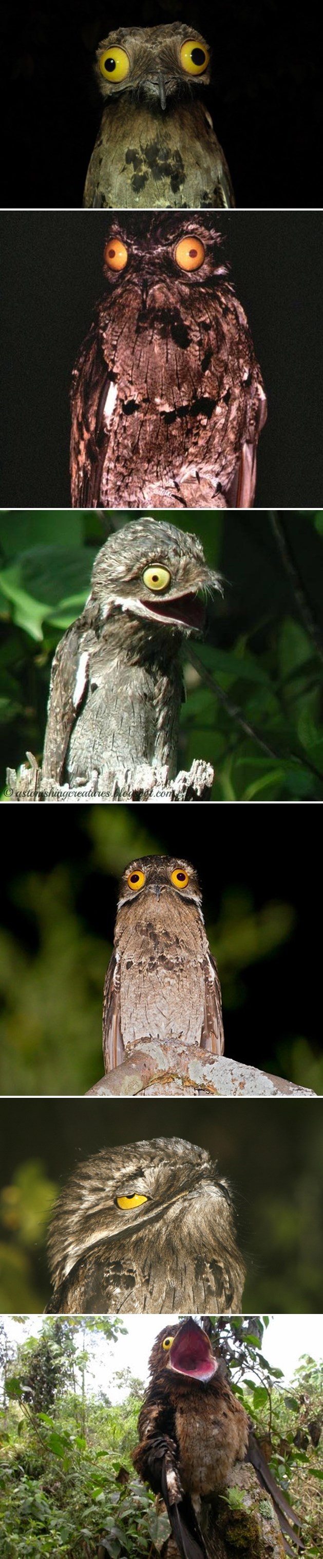 Buljooka ptica kao iz crtića