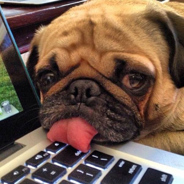 Gazda, dok me u šetnju izvedeš dušu ispustim na tipkovnici