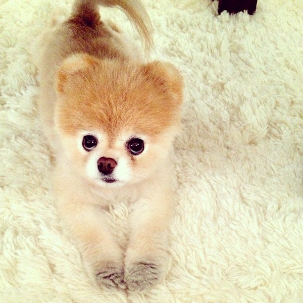 Psić rastapa slatkoćom