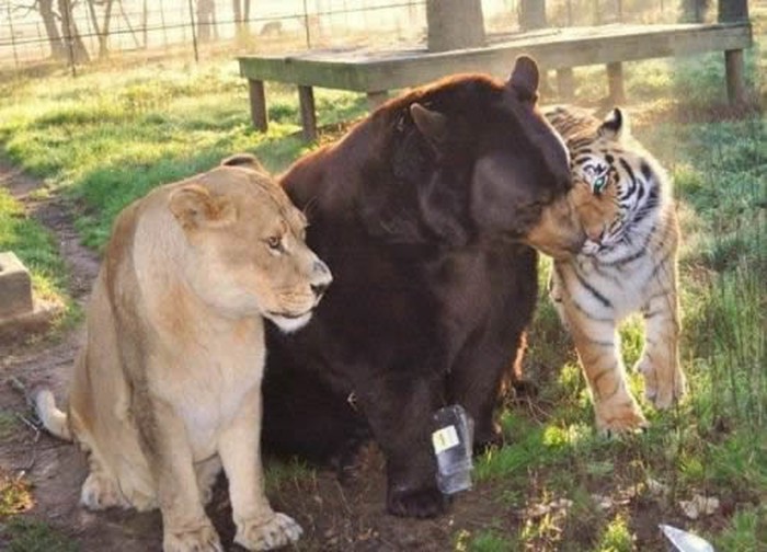 Lav, medvjed i tigar frendovi da nemaš boljih