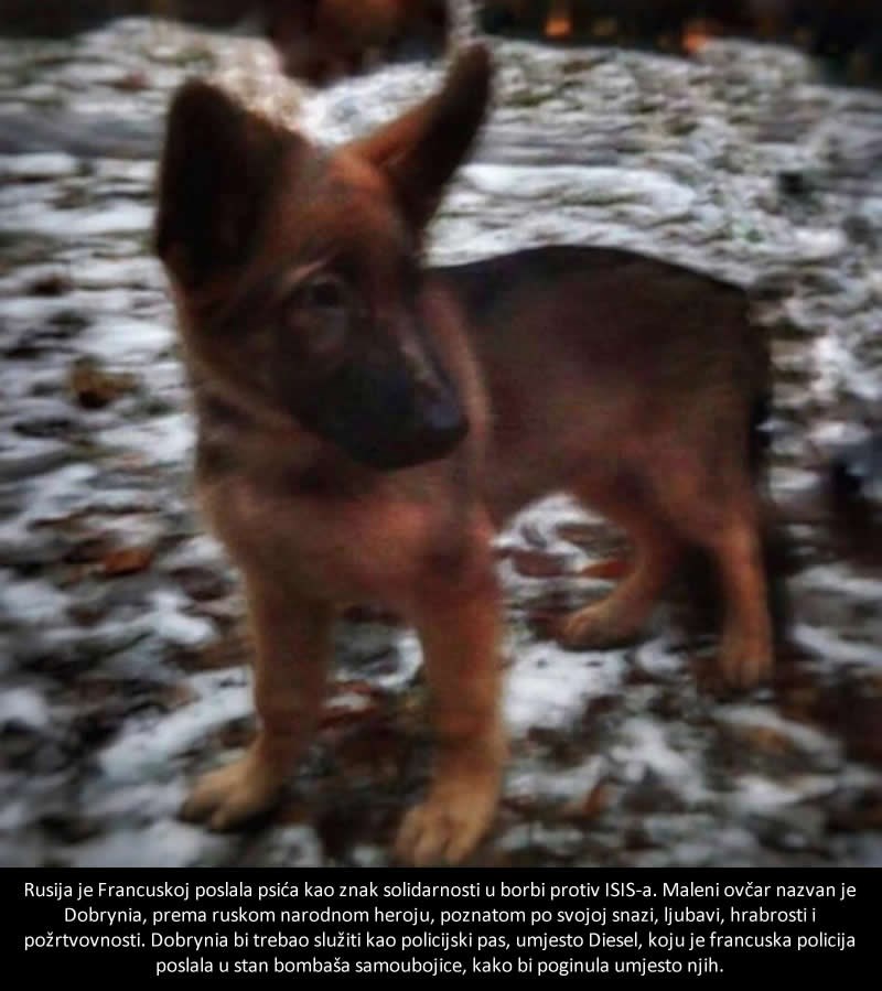 Rusi Francuzima poklonili novog psića, nasljednika hrabre Diesel