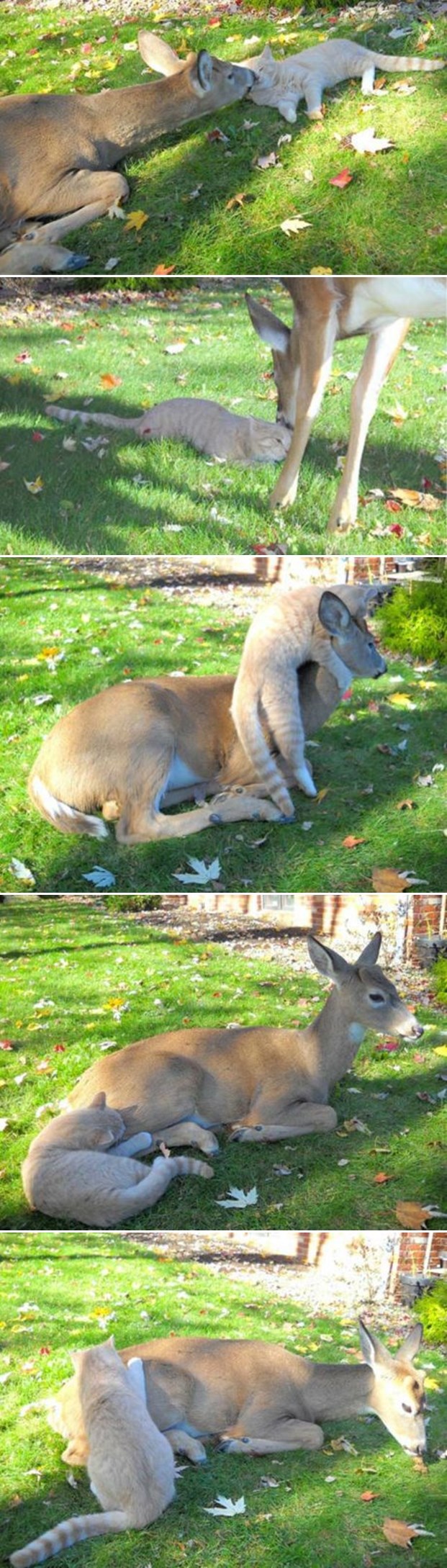 Maca se svaki dan iskrada posjetiti neobičnog prijatelja