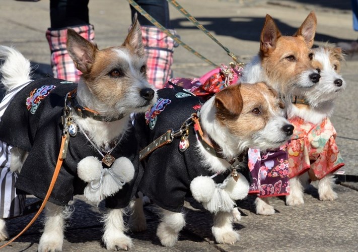Psići se skockali za šetnju gradom