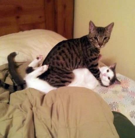 Sexy time za mace: Nije kako se čini!