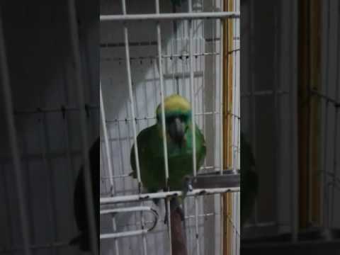 VIDEO Talentirana papiga pjeva Rihanninu pjesmu, refren joj ide odlično!