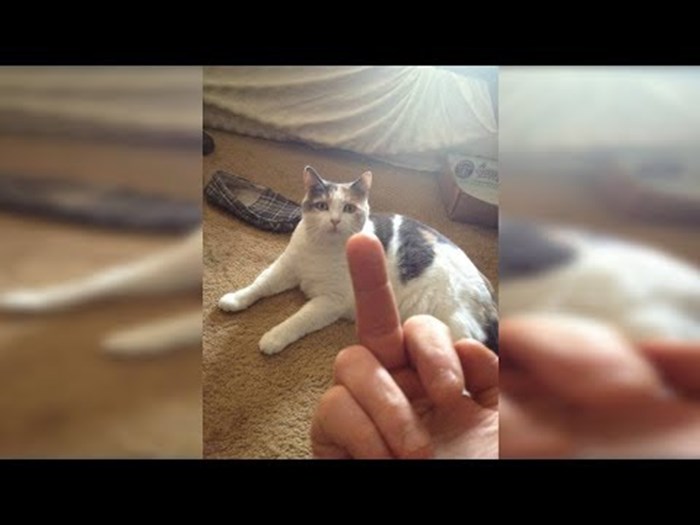 BUDITE PRISTOJNI Mačke i psi mrze kad im vlasnici pokazuju srednji prst, ovaj smiješni video to dokazuje!