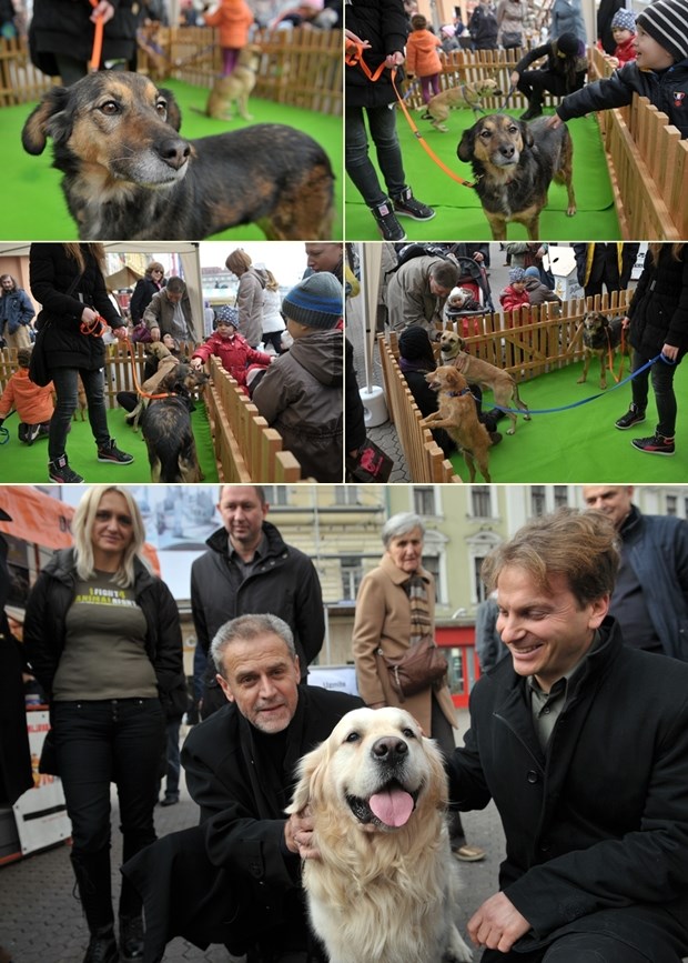 Udomljavanje je fora: Ne kupuj psa, pruži dom jednom od ovih