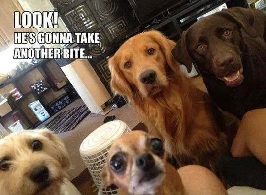 Pokušaj jesti dok te pas gleda