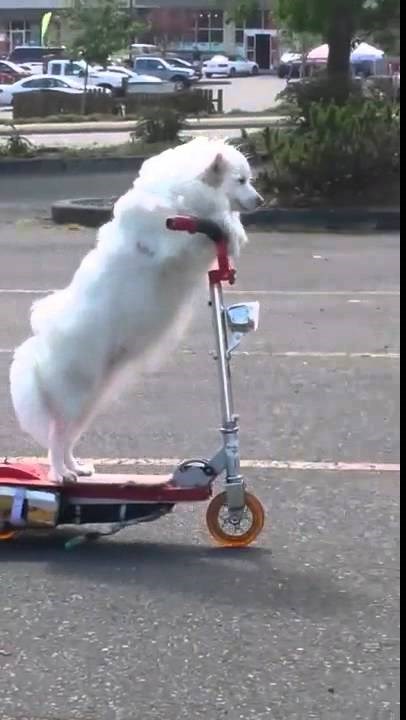 VIDEO: Pas lud za električnim skuterom, ne da se s njega!