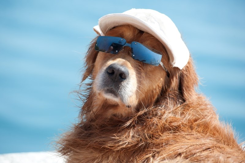 Pas kuler čila na plaži