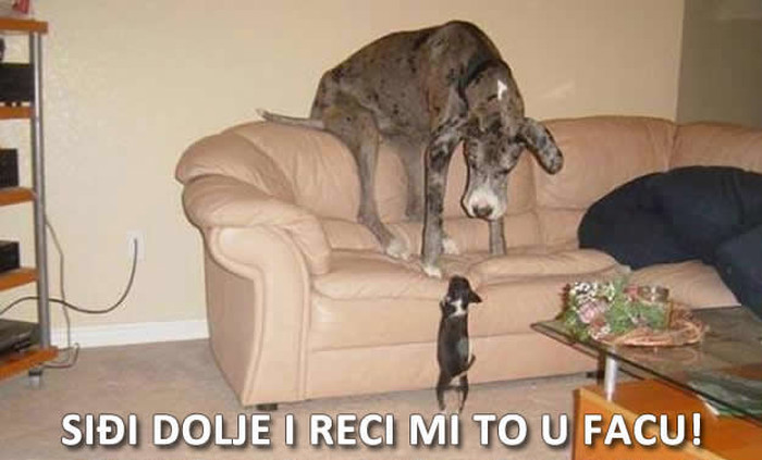 Gnjev minijaturnog psića