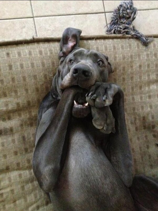 Uzbuđenom psu neugodnjak zbog rođendanskog iznenađenja