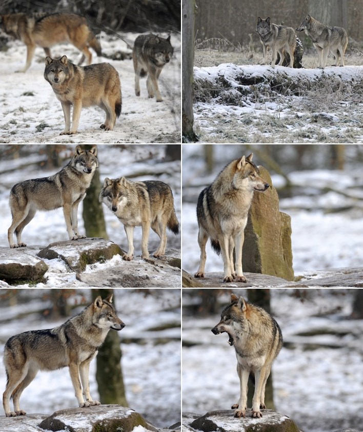 Zov divljine: Prekrasni sivi vukovi