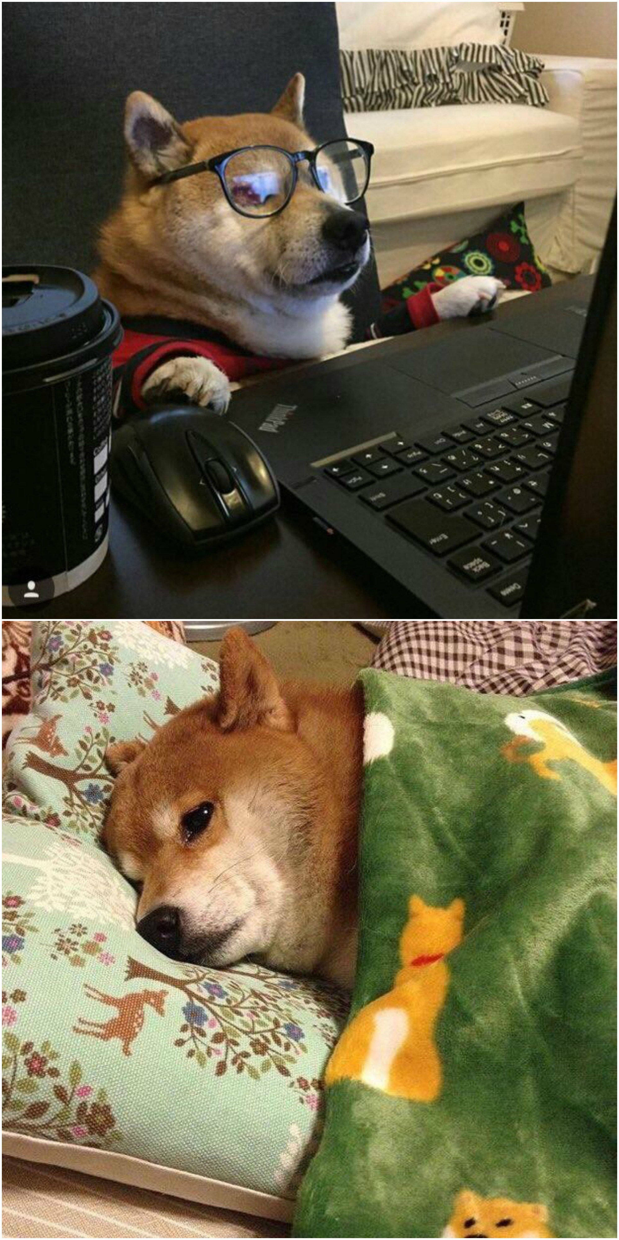 Ono kada je petak pa dođeš kući i izvališ se na krevet - ali ovo je pas?!