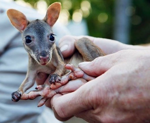 Maleni klokanić u dlanove stane