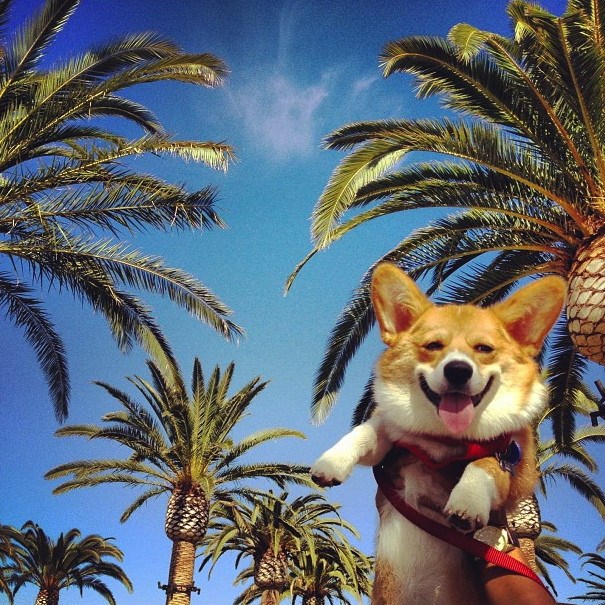 Ultrasretni korgi obitelji šalje razglednicu s ljetovanja