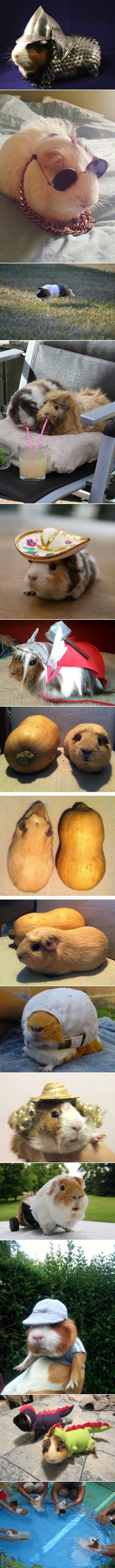 Galerija: Najveći frajeri među zamorčićima