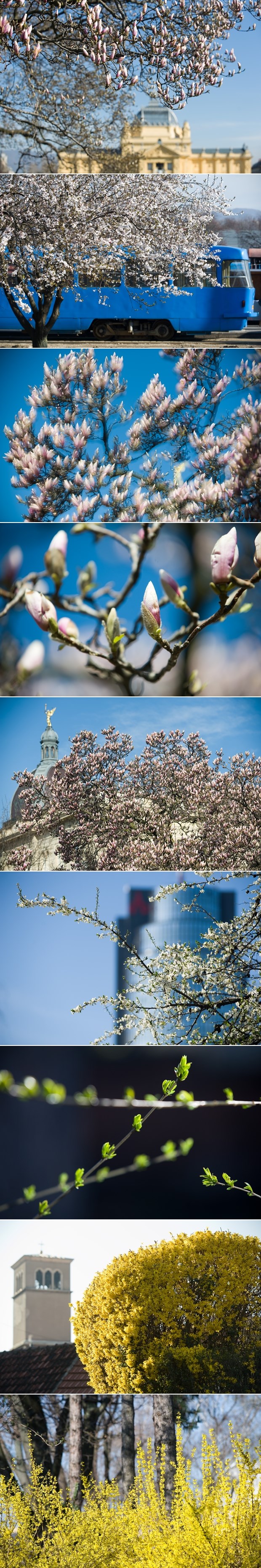 Proljetni Zagreb: Sve je u cvatu