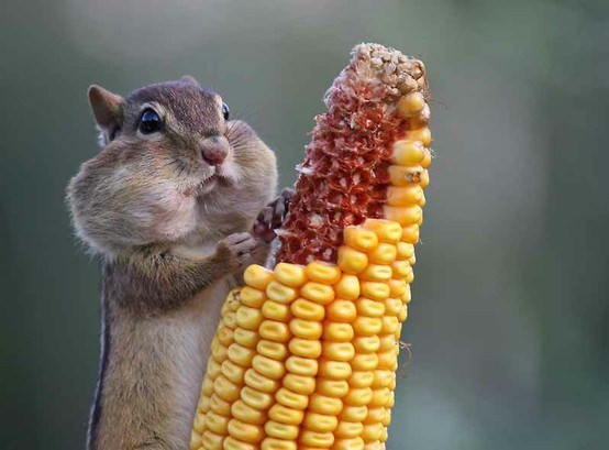 Proždrljiva vjeverica: U usta bi strpala cijeli klip